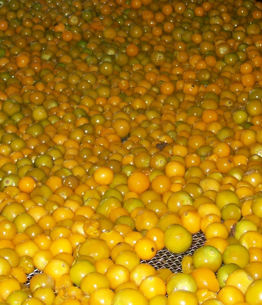 fresh inca berries on metallic net